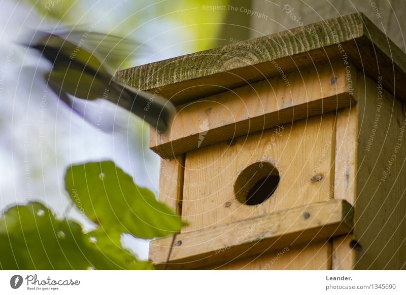Vogelhaus Tier Wildtier 1 Bewegung fliegen Blick Häusliches Leben Geschwindigkeit grün Verantwortung Pünktlichkeit Futterhäuschen Meisen Frühling Sommer Natur