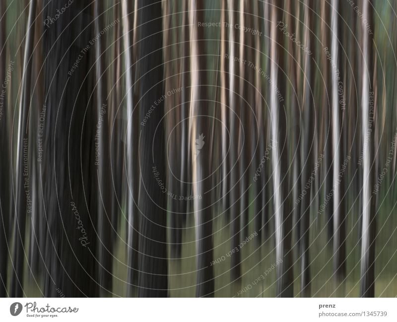 Wald verhuscht Umwelt Natur Pflanze Herbst Baum dünn braun grün Kiefer Linie Farbfoto Außenaufnahme Experiment Strukturen & Formen Menschenleer Tag Licht