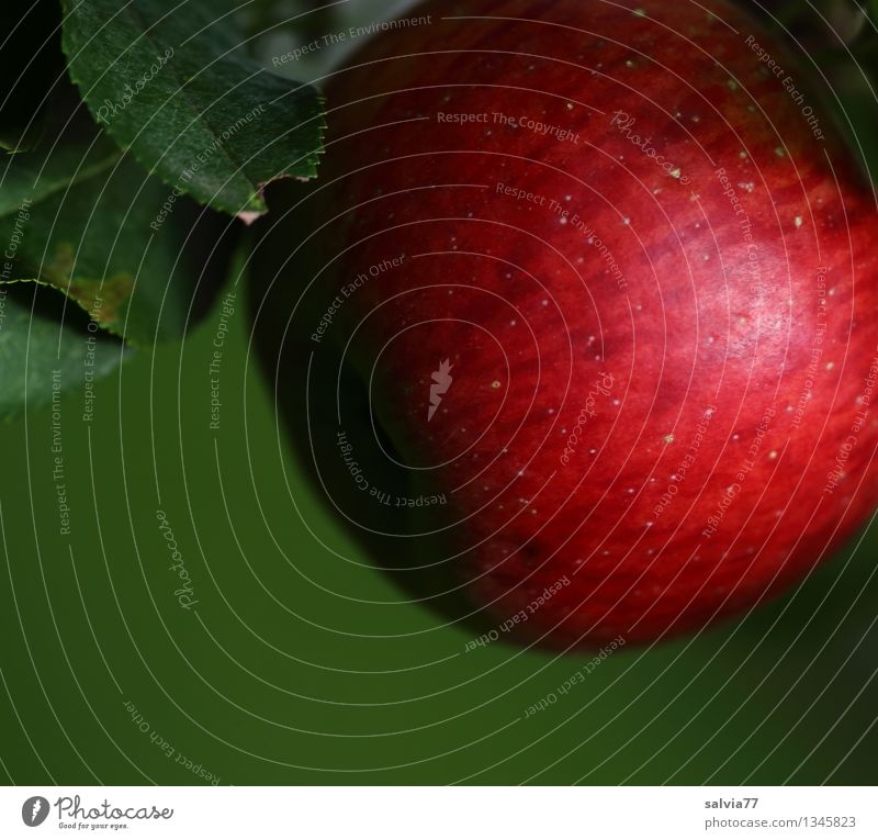 Rotbäckchen Lebensmittel Apfel Ernährung Bioprodukte Vegetarische Ernährung Gesunde Ernährung Sinnesorgane Natur Pflanze Herbst Nutzpflanze hängen leuchten