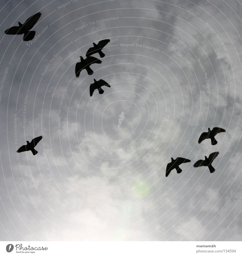 Taubenpanik 2 Luftverkehr Himmel Wolken schlechtes Wetter Vogel fliegen Zusammensein grau schwarz erschrecken flattern gleiten Vogelschwarm Plage Außenaufnahme