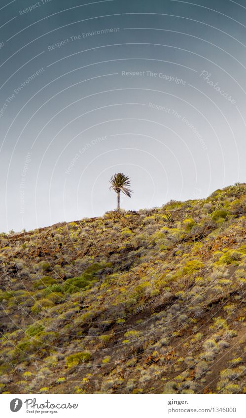 Pälmchen auf La Palma Umwelt Natur Landschaft Pflanze Erde Luft Himmel Wolken Frühling Wind Baum Hügel Felsen dunkel blau braun grün Palme einzeln 1 karg