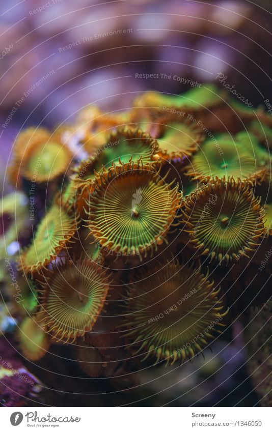 Unterwasserschönheit (#1) Natur Pflanze Tier Wasser Wachstum außergewöhnlich klein nass Unterwasseraufnahme Aquarium Korallen Farbfoto Detailaufnahme