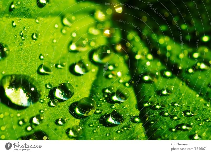 Die Perlen der Natur Frauenmantel Wassertropfen Blatt grün Reflexion & Spiegelung Lichtbrechung nass Sommer Frühling Regen Makroaufnahme Nahaufnahme Kugel