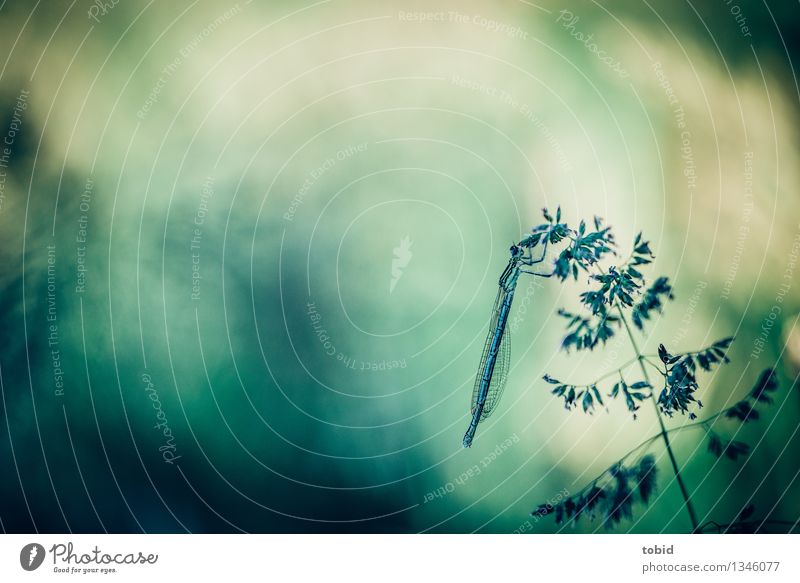 Spreedorado | Libelle Natur Gras Halm Tier Wildtier 1 berühren hocken sitzen ästhetisch elegant kalt Farbfoto Außenaufnahme Detailaufnahme Makroaufnahme