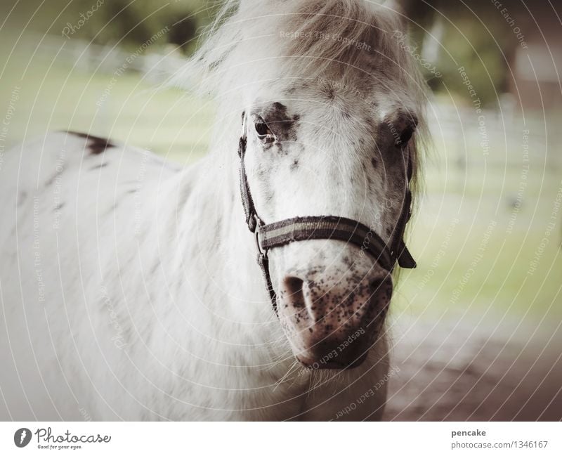 traum | vom ponyhof Wiese Tier Pferd 1 Gefühle Glück Lebensfreude Abenteuer Freude Freundschaft träumen Ponys Ponyhof Bauernhof Schimmel Leichtigkeit Weide
