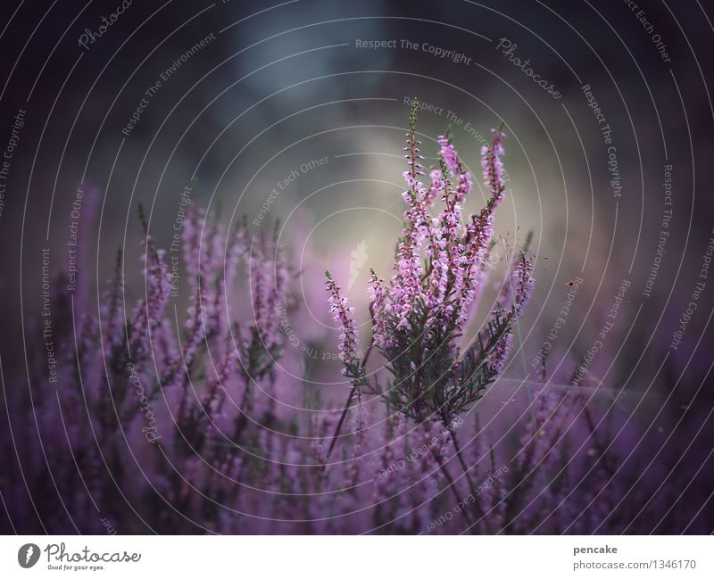die schöne erika Natur Landschaft Pflanze Sommer Herbst Blume Wildpflanze Zeichen außergewöhnlich violett Bergheide Heide Wachstum Erwachsene traumhaft Farbfoto