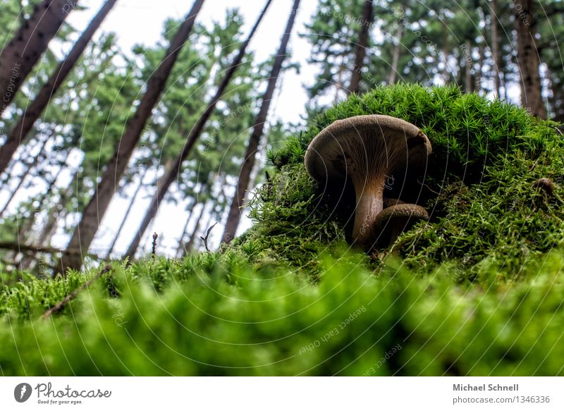 Großer Pilz - ganz klein Umwelt Natur Landschaft Kahler Krempling Wald authentisch einfach groß natürlich positiv braun grün Kraft Macht Stolz Zusammenhalt