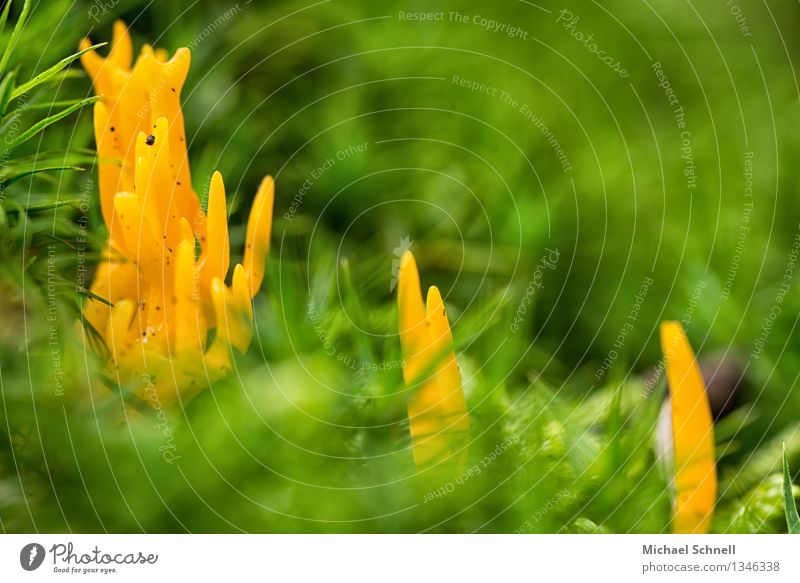 Klebriger Hörnling Umwelt Natur Pilz schön klein natürlich gelb grün Freundschaft Farbfoto Außenaufnahme Nahaufnahme Makroaufnahme Menschenleer