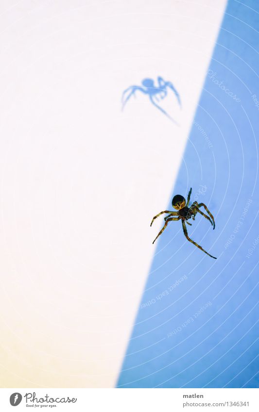 Schatten ihrer selbst Tier Spinne 1 gruselig blau braun weiß verrückt Farbfoto Gedeckte Farben Außenaufnahme Nahaufnahme Menschenleer Textfreiraum links