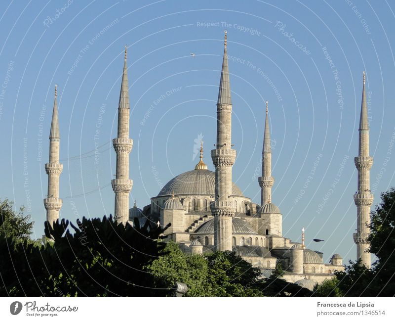 Die blaue Moschee Ferne Sightseeing Städtereise Sommer Sommerurlaub Architektur Wolkenloser Himmel Istanbul Türkei Hafenstadt Stadtzentrum Altstadt Skyline