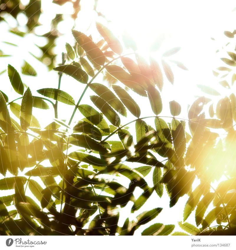 glühwürmchen? Blatt Sträucher Baum grün gelb grün-gelb Sommer Frühling Sonne Licht Reflexion & Spiegelung Sonnenstrahlen glühen durchsichtig Beleuchtung