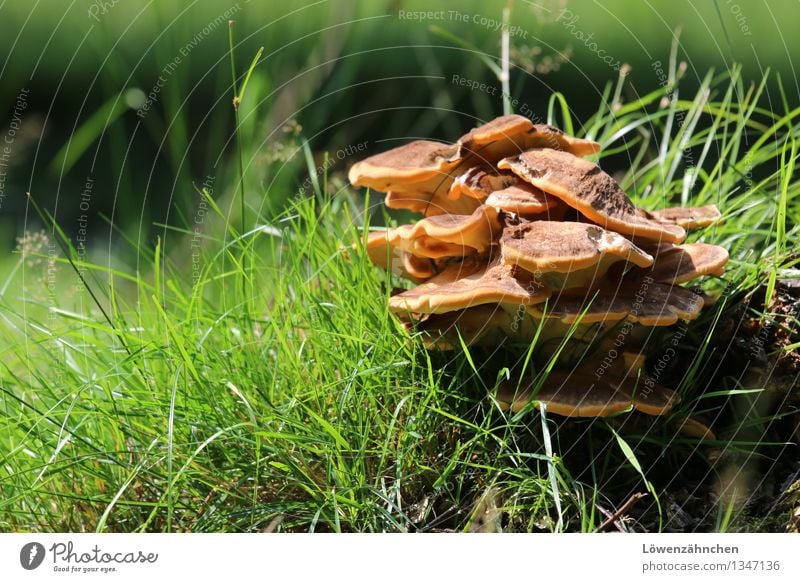 happy mushrooms... Natur Pflanze Herbst Schönes Wetter Gras Pilz Baumpilz Halm Wachstum Fröhlichkeit natürlich braun grün schwarz Stimmung entdecken herbstlich