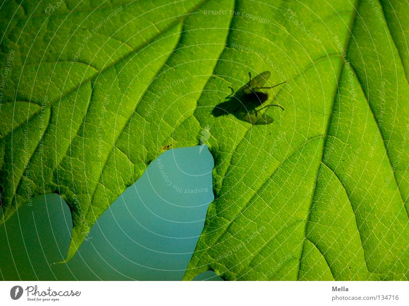 Fliegenfrühling II Schmeißfliege Silhouette Blatt Ahorn grün Frühling Insekt Blattadern Gemälde Beleuchtung Baum durchsichtig unten Puck Schatten blau Kontrast