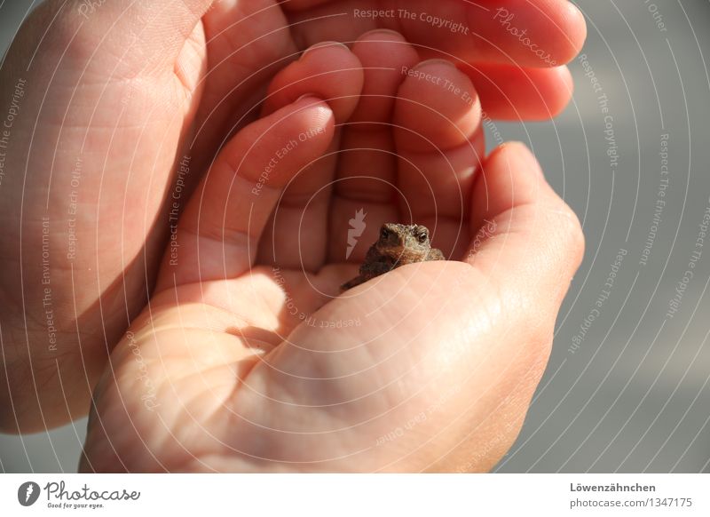 Bist du es, mein Prinz? Hand Finger Frosch Kröte 1 Tier beobachten berühren entdecken sitzen warten klein natürlich Neugier niedlich braun gold grau rosa