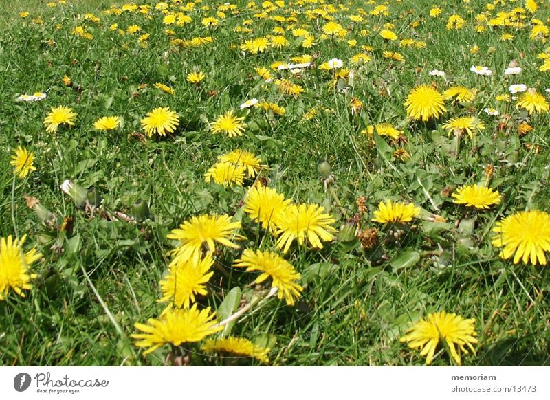gegen_rasenmaehen Wiese Blume Blüte Rasen gelbe-irgendwelche-komische-Unkrauts