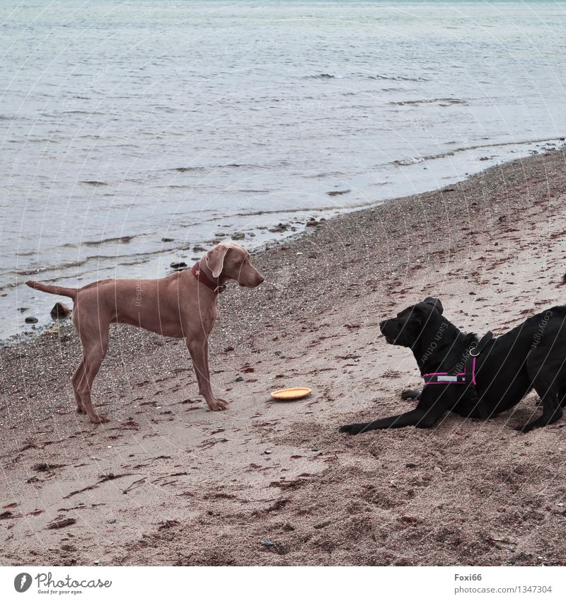 komm Spiel mit mir Sand Luft Wasser Frühling Wetter Küste Ostsee Haustier Hund 2 Tier Tierpaar Spielzeug Frisbee Kunststoff Fährte Jagd Spielen toben