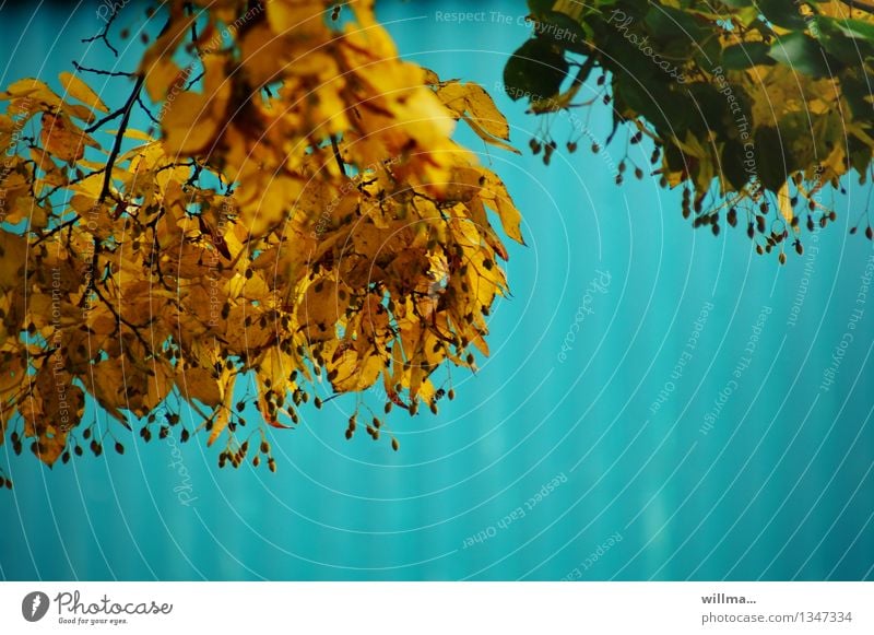 Lindenblätter, Farbkontrast im Herbst, türkis und gelb Herbstblätter Zweige Blatt Lindenblatt Herbstfärbung Tilioideae Tilia Textfreiraum