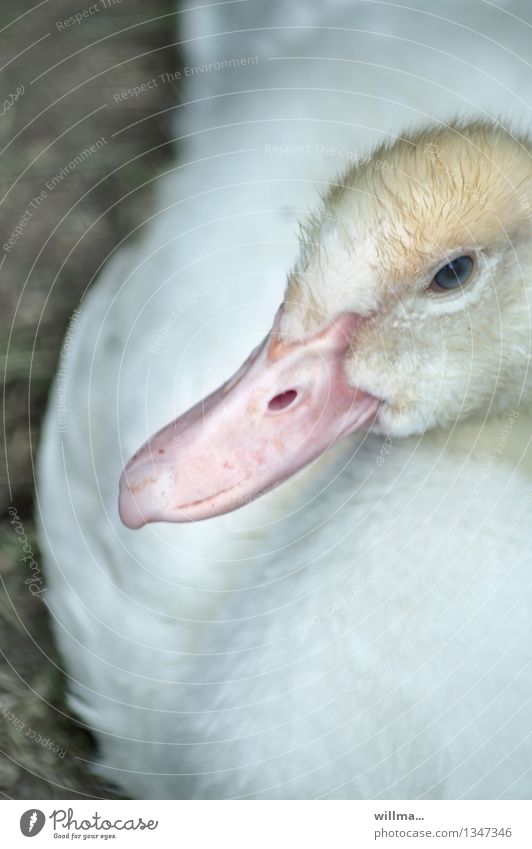 blauäuglein Ente Entenschnabel gefiedert Flaum Aylesburyente Tierjunges gelb rosa weiß Augenfarbe Farbfoto Außenaufnahme