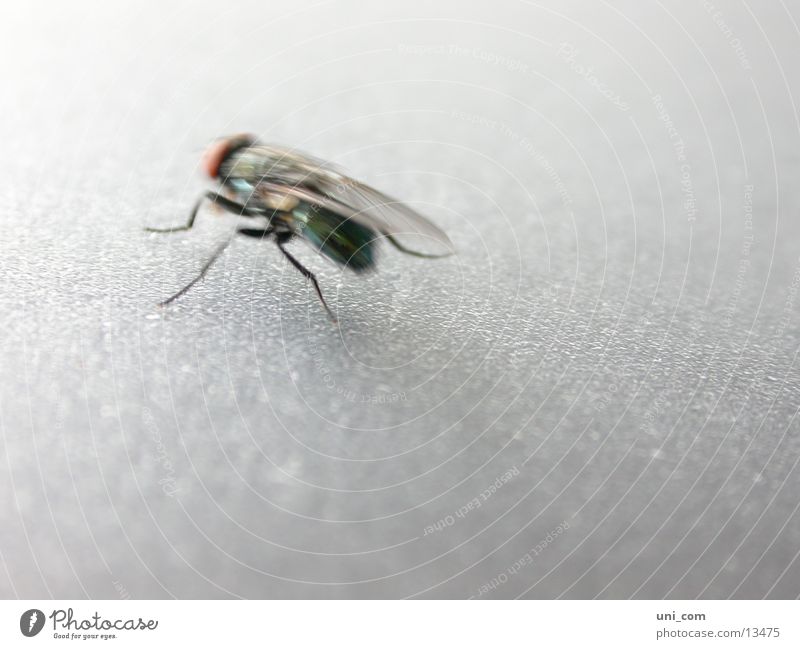 flotte Fliege Insekt Unschärfe Flügel Bewegung