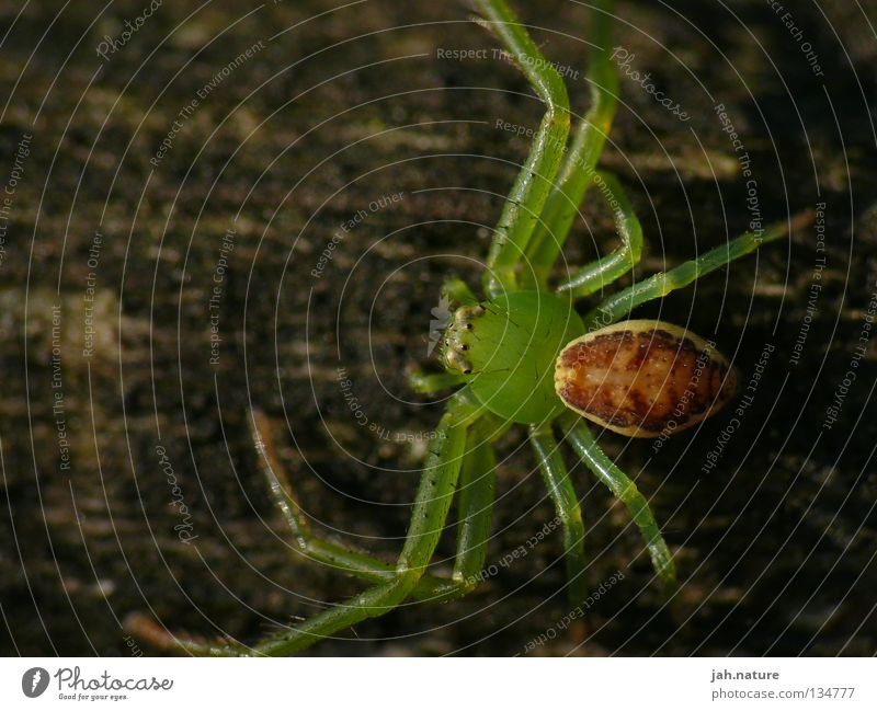 Faszination Insekten Spinne Makroaufnahme wandern grün Nahaufnahme schön Natur mehrfarbig