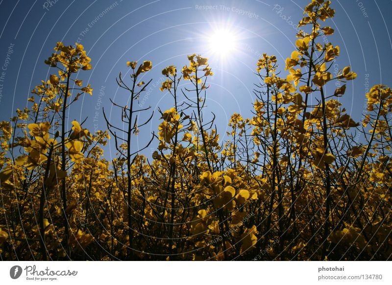 Rapsfeld 2 Feld Gegenlicht Frühling Himmel gelbe Pracht immer wieder schön anzusehen Freude schöne Farben coole Optik