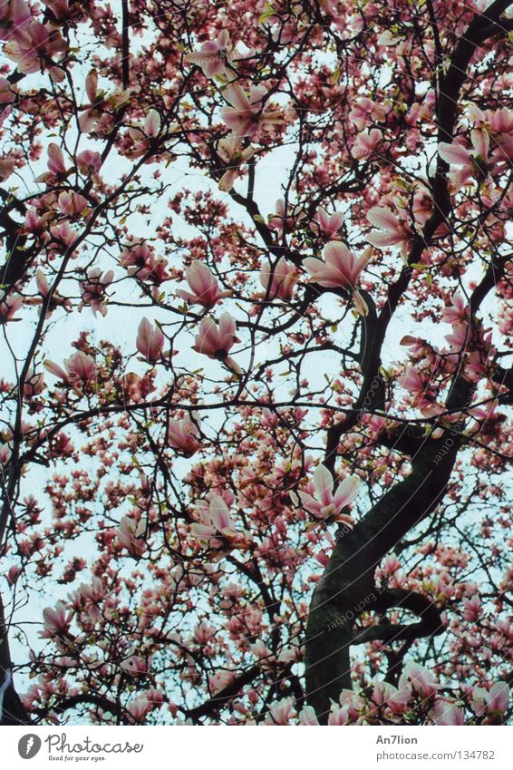 Blütenpracht Magnoliengewächse Baum Frühling rosa weiß prächtig sanft