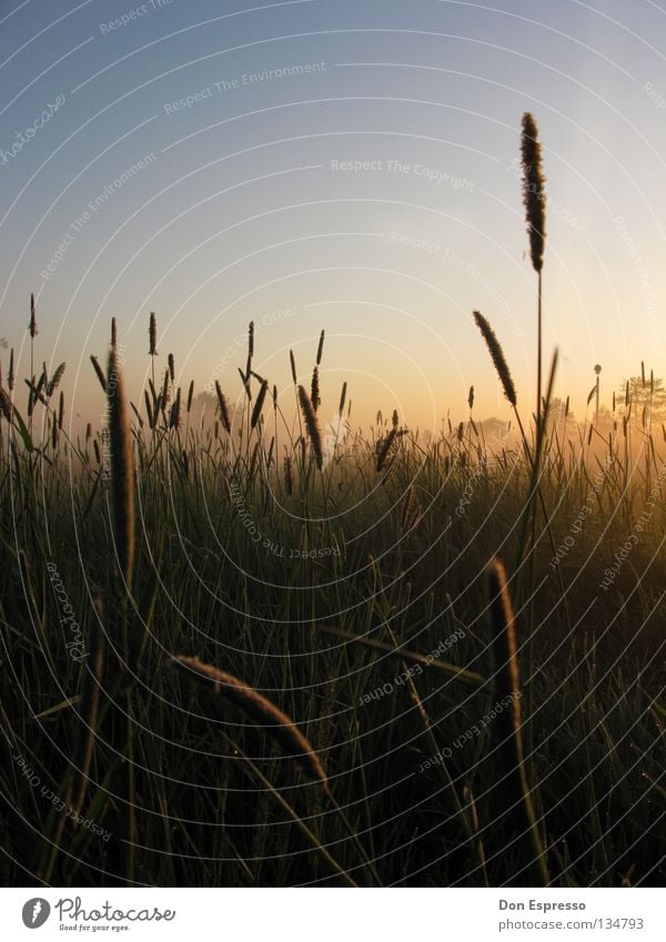 05:05 a.m. Sonnenaufgang Morgen Nebel Tau Gras Müdigkeit Natur Wiese Feld Makroaufnahme grün Halm Morgennebel Idylle Sommer Sommermorgen Rasen ruhig Einsamkeit