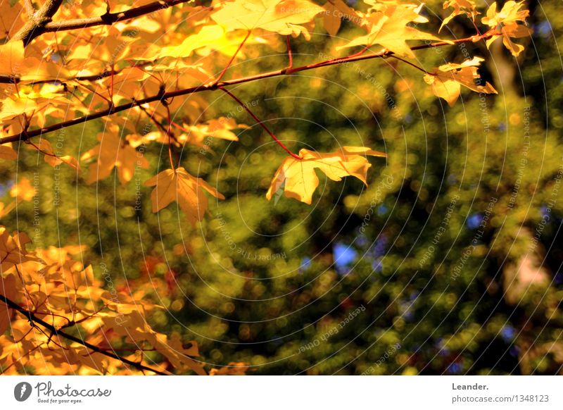 Herbstblätter Umwelt Natur Baum Blatt Wald gelb gold grün Glück Fröhlichkeit geduldig ruhig Idee Idylle einzigartig Inspiration Perspektive seriös Stil Stimmung