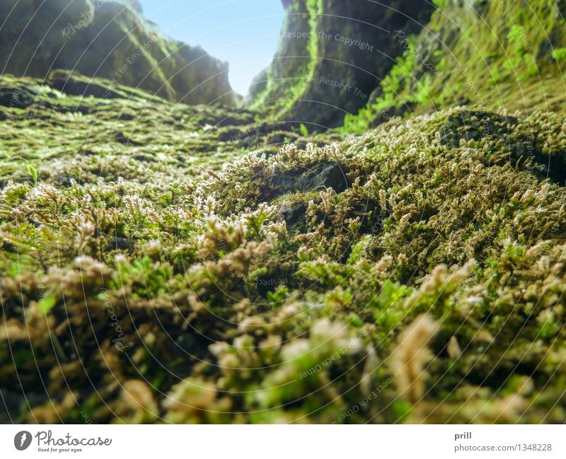 vegetation in Iceland Kräuter & Gewürze Natur Pflanze Moos Blatt Blüte Stein weich grün Island ausschnitt grund natürlich bewachsen Botanik flachwinkel