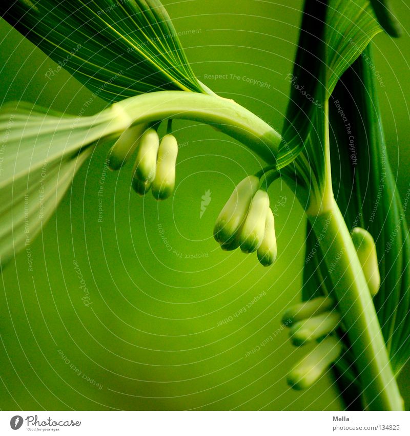 grün Umwelt Natur Pflanze Blume Salomonssiegel Wachstum frisch natürlich Vielblütiger Weißwurz ökologisch biologisch Farbfoto Außenaufnahme Tag