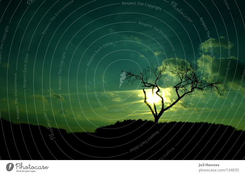 Sonnenschein atomar Sonnenuntergang Wolken Baum Geäst Silhouette türkis Gift Atom Strahlung Gegenlicht Farbe Himmel Ast Krüppel