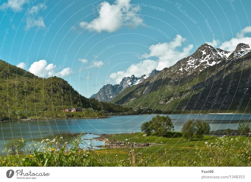 Norwegen Ferien & Urlaub & Reisen Abenteuer Ferne Freiheit Camping Sommerurlaub Natur Pflanze Tier Wolken Sonne Schönes Wetter Baum Gras Sträucher Wildpflanze