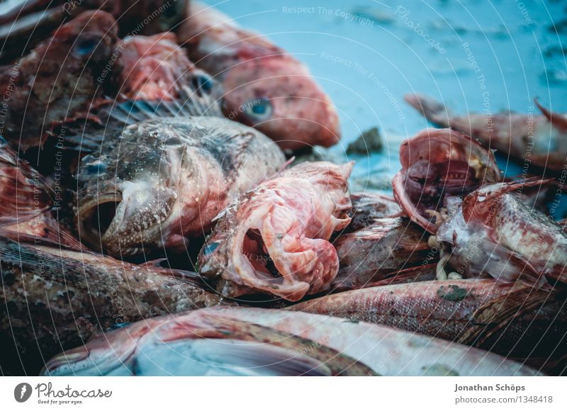 Fischers Fritze fischt frische Fische VIII Umwelt Tier Tiergruppe blau Tod schuldig Völlerei gefräßig verschwenden Fischereiwirtschaft verkaufen töten Hafen eng