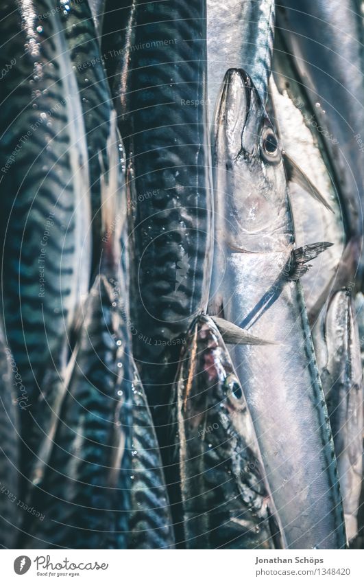 Fischers Fritze fischt frische Fische IV Umwelt Tier Tiergruppe Schwarm saftig blau Tod schuldig Völlerei gefräßig verschwenden Fischereiwirtschaft verkaufen
