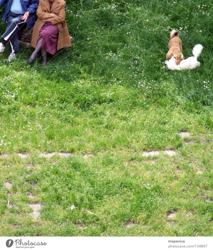 ... verheiratet... Hund 4 2 Frau Mann Frühling alt Pause Tier Spielen grün Wiese Freizeit & Hobby Verabredung Zusammensein Freundschaft Gras Schönes Wetter