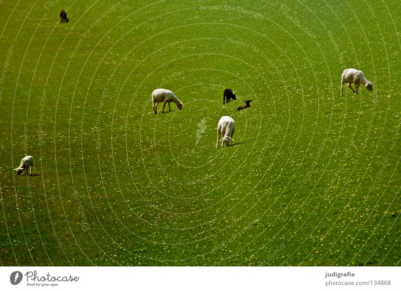 Weiße Schafe | Schwarze Schafe Schwarzes Schaf Deich Wiese Gras Gänseblümchen Umwelt Wolle zart klein Fressen Tier Säugetier Haustier Farbe Strand Küste Lamm
