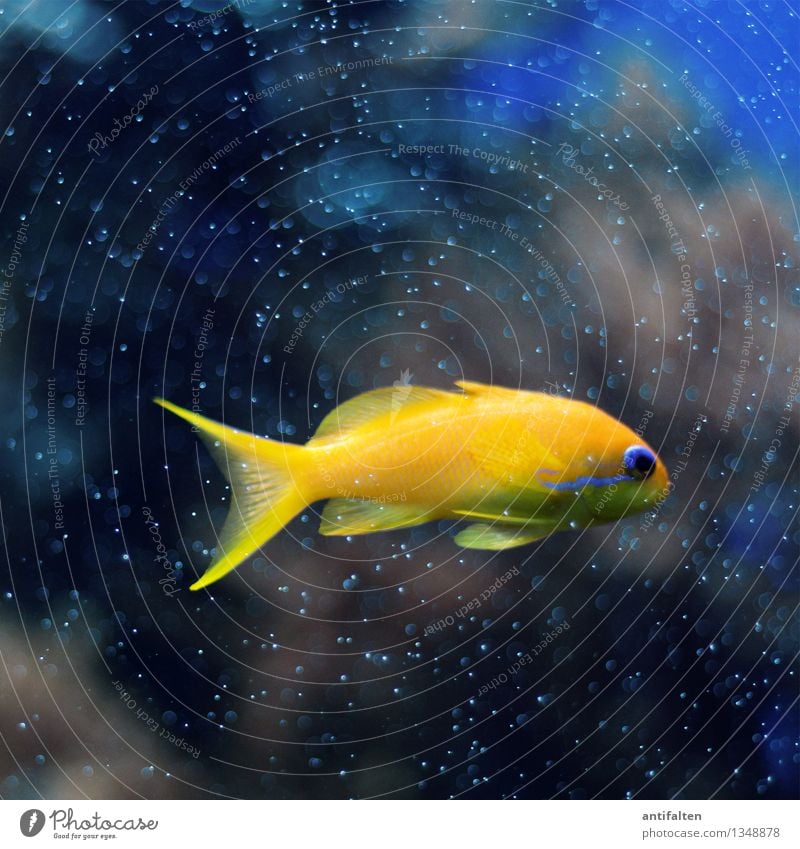 Der Fisch Korallen Korallenriff Algen Meer Tier Haustier Tiergesicht Schuppen Aquarium 1 Glas Schwimmen & Baden klein natürlich blau gelb gold schwarz Zoo