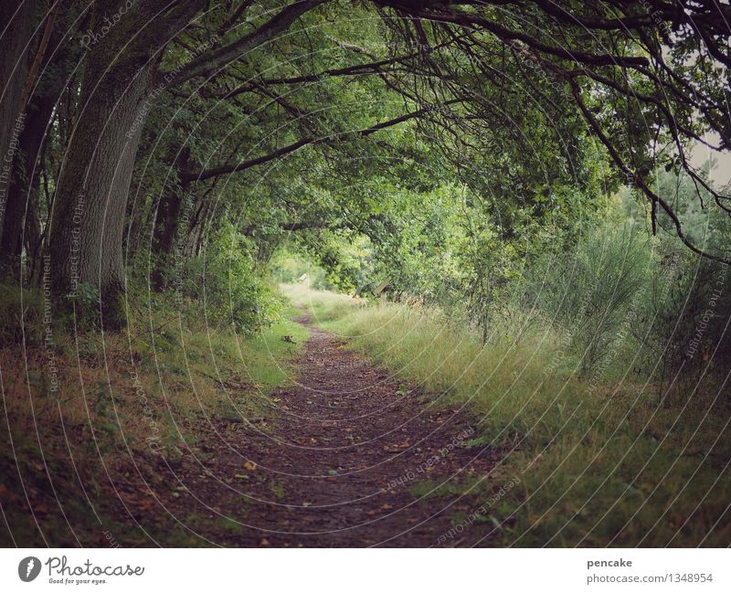 weg nach innen Landschaft Herbst Baum Gras Wald Lüneburger Heide Wege & Pfade Zeichen Unendlichkeit Wärme weich Idylle Meditation Innerhalb (Position)