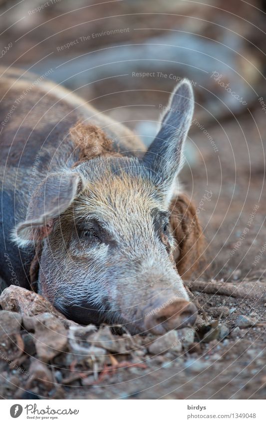 Schlafstörung Erde Nutztier Schwein 1 Tier hören liegen schlafen ästhetisch außergewöhnlich Zufriedenheit Müdigkeit Natur Landwirtschaft Bioprodukte