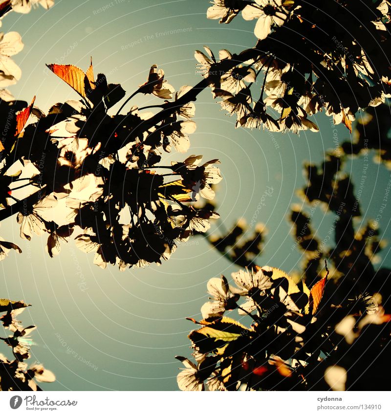 Blütenmeer Gesundheit Freizeit & Hobby Frühling schön Wolken Physik Gegenlicht Richtung Windrichtung taumeln Botanik Baum grün Blatt Licht Froschperspektive