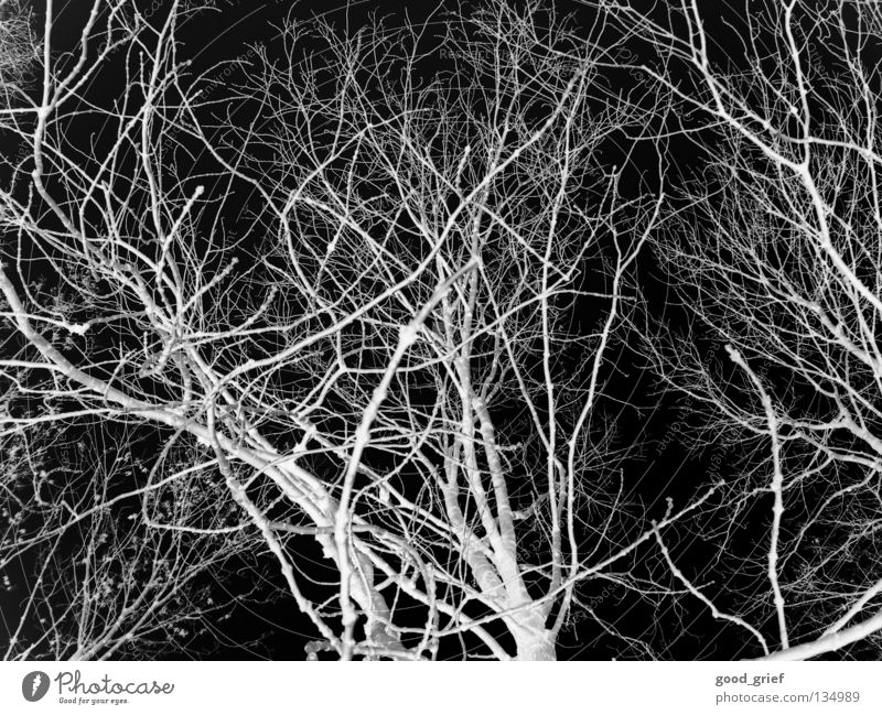 dark wood Wald Holzmehl Baum Winter Blatt schwarz weiß grau dunkel unheimlich Angst Panik Ast Zweig herbt keine klätter weis