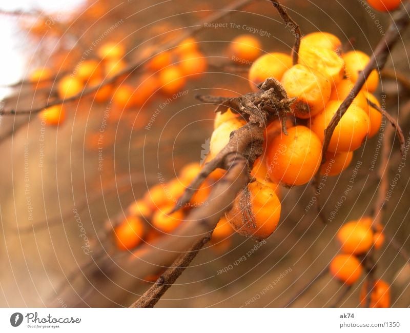 Der Sandodrn am Strand von Hiddensee Sträucher braun Herbst orange Frucht Makroaufnahme Zweig Ast Sanddorn