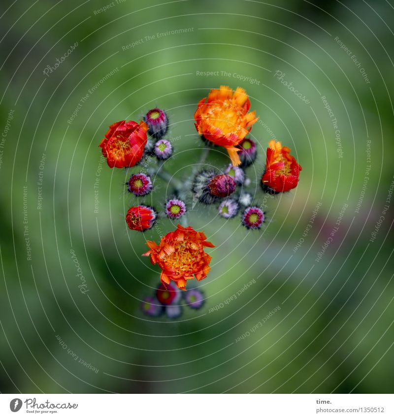!Trash! 2016 | Gartenetwas Pflanze Blume Blüte Wachstum natürlich niedlich grün orange rot Einigkeit Verschwiegenheit Ausdauer standhaft Ordnungsliebe