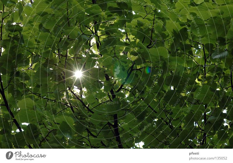ein Funkeln Blatt Baum Strahlung Licht Sonnenstrahlen glänzend hell Sommer Leichtigkeit Beleuchtung blenden schimmern Physik grün Fröhlichkeit leicht angenehm