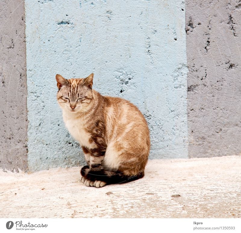 Marokko und Haus Hintergrund schön Gesicht Erholung Sommer Mann Erwachsene Natur Tier Straße Pelzmantel Haustier Katze Stein schlafen klein niedlich braun grau