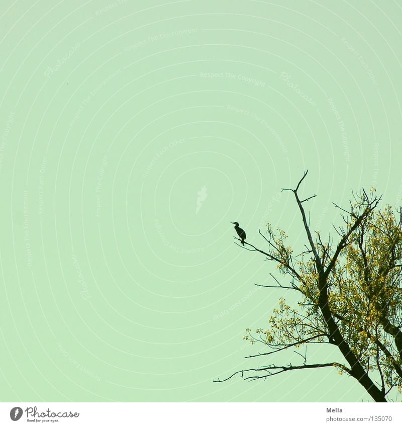 Die Reiher warten schon Graureiher Baum Baumkrone Geäst hocken beobachten Suche Frühling Blatt austreiben sprießen Freiraum Lebensraum Umwelt ökologisch Vogel