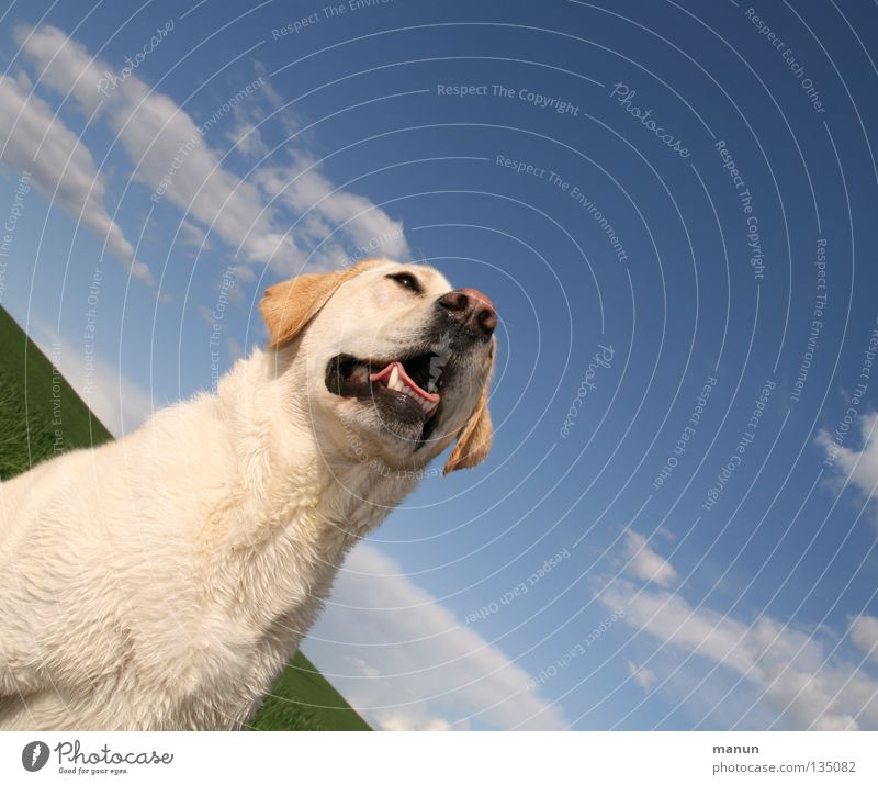 Tessa Wolken himmelblau blond Hund Labrador Sommer erhaben majestätisch ruhig Güte Gelassenheit Ausdauer Vertrauen Tier weich Schnauze niedlich Hundekopf Nase