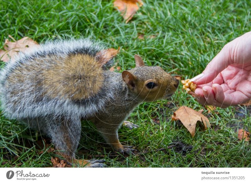 Essenszeit Hand Gras Nuss Walnuss Park Wiese Tier Wildtier Eichhörnchen 1 Fressen füttern Appetit & Hunger Außenaufnahme Tag