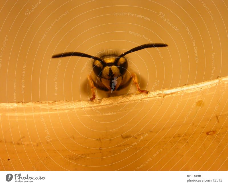 brummer Insekt Wespen Fühler Lampe fliegen Detailaufnahme
