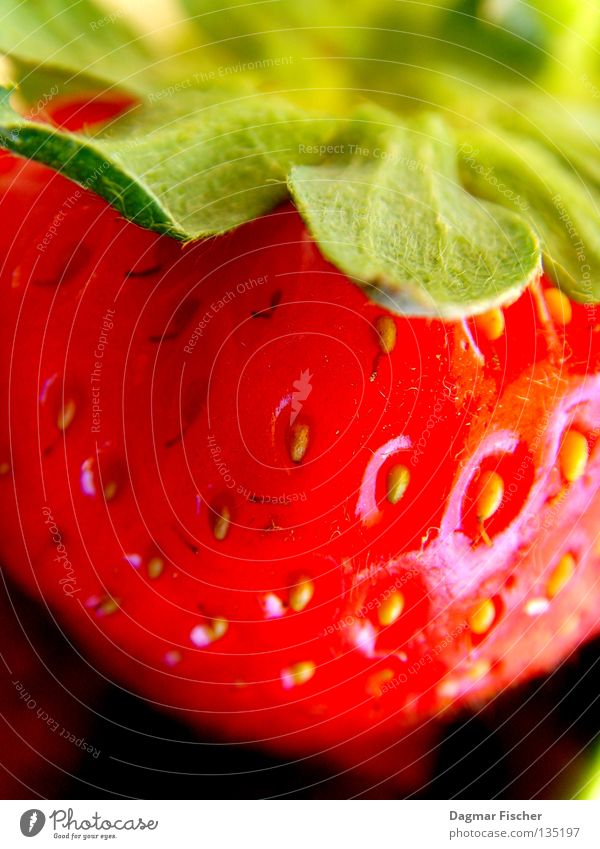 Ein Erdbeerchen Farbfoto Innenaufnahme Studioaufnahme Nahaufnahme Detailaufnahme Makroaufnahme Lebensmittel Frucht Dessert Marmelade Ernährung Bioprodukte